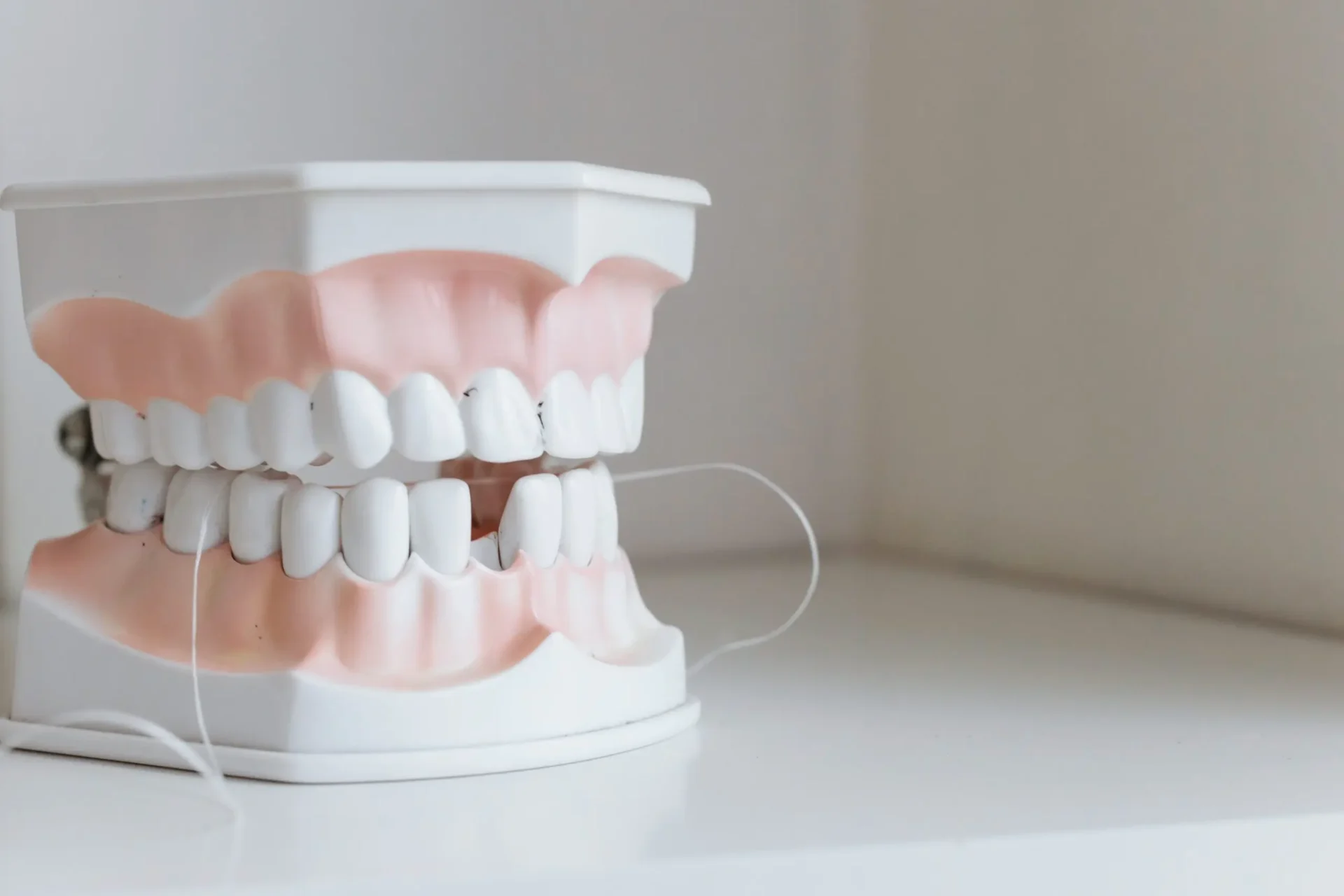 Model of human teeth and gums