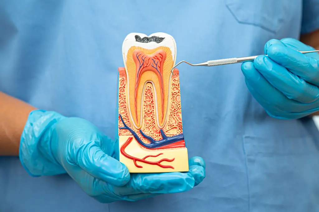 Dental model showing tooth anatomy